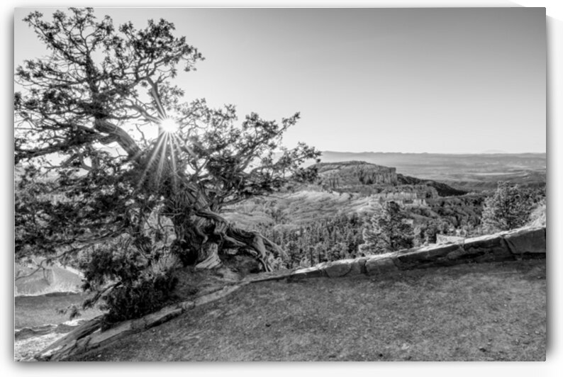 Bryce Canyon Cedar Tree Sunburst Grayscale by Jennifer White