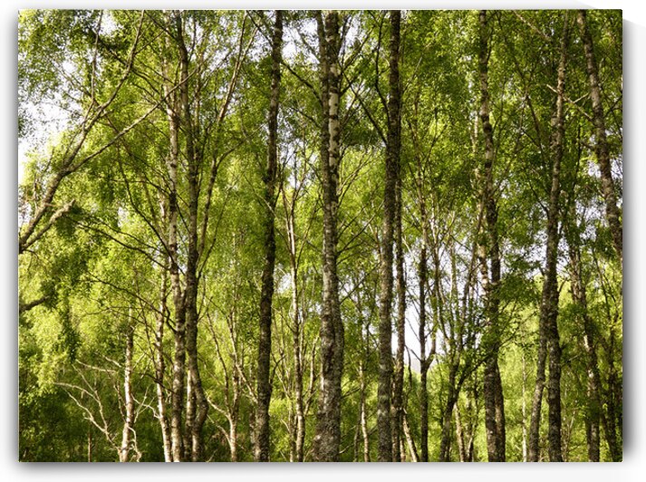 Scottish Highlands Green Birch Sunlight by Catriona Roberts Nature Photography and Designs