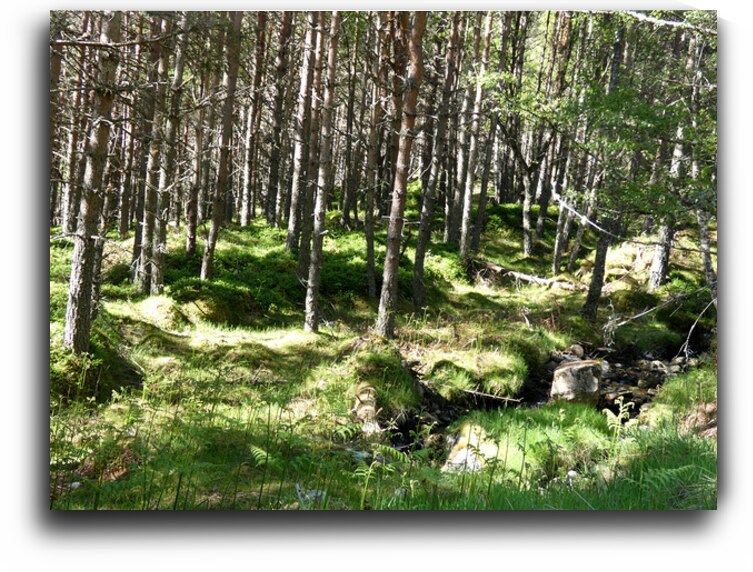 Scottish Highlands Gentle Stream by Catriona Roberts Nature Photography and Designs