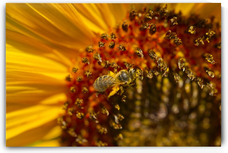 Bees Knees on Sunflower by Iris H Richardson