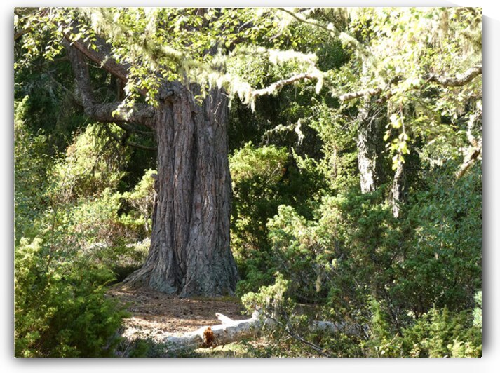 Scottish Highlands Ancestral Forest by Catriona Roberts Nature Photography and Designs