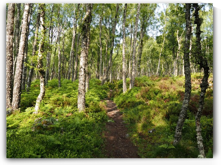 Scottish Highlands Ferns Trail                                                                                                                  by Catriona Roberts Nature Photography and Designs