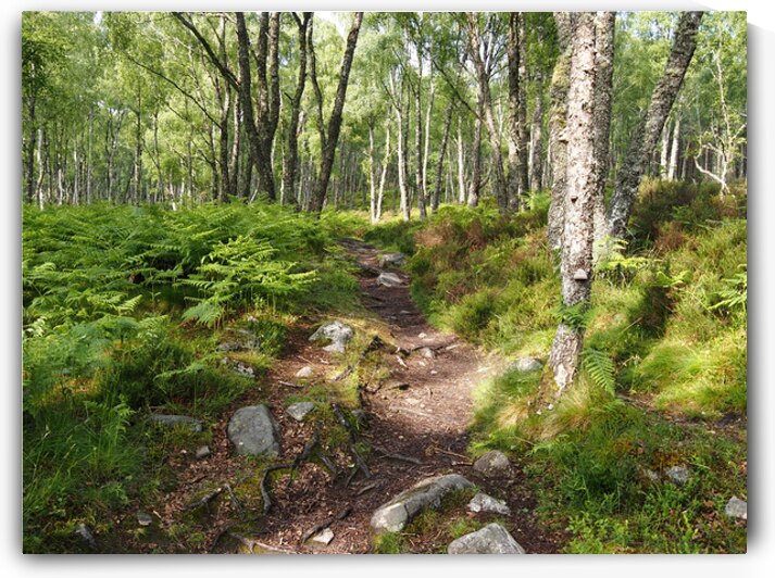 Scottish Highlands Birch Path                                                                                                                      by Catriona Roberts Nature Photography and Designs