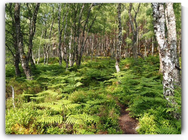 Scottish Highlands Ferns Path                                                                                                                      by Catriona Roberts Nature Photography and Designs