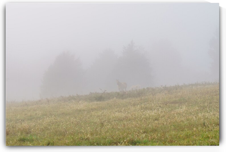 Find The Horses In The Fog by Jennifer White