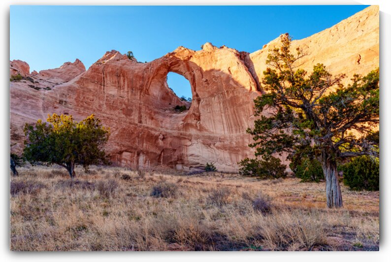 Twisted Cedar by Window Rock by Jennifer White