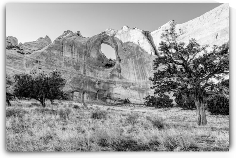 Twisted Cedar by Window Rock Grayscale by Jennifer White