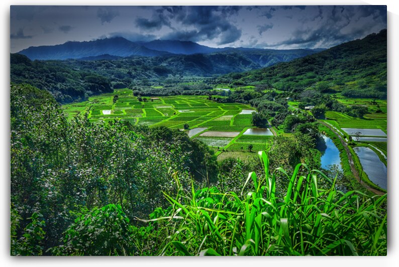 Valley of Tarot by FieldScapes