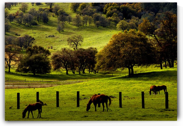 Golden Pastures by FieldScapes