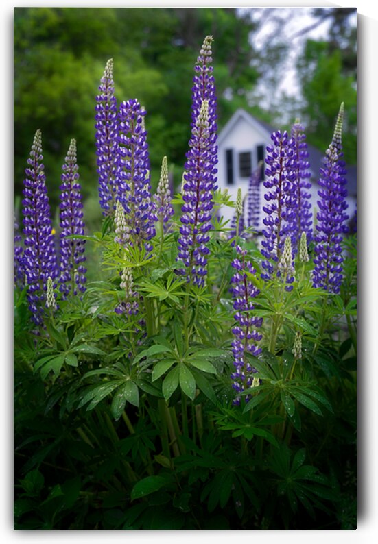 New England Bloom by Rick Berk