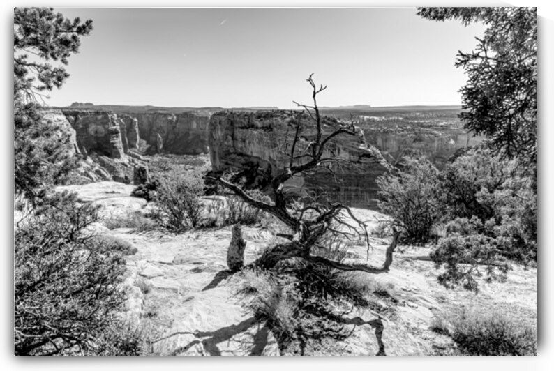 Crooked Tree At Spider Rock Grayscale by Jennifer White