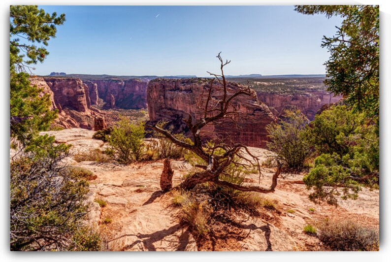 Crooked Tree At Spider Rock by Jennifer White