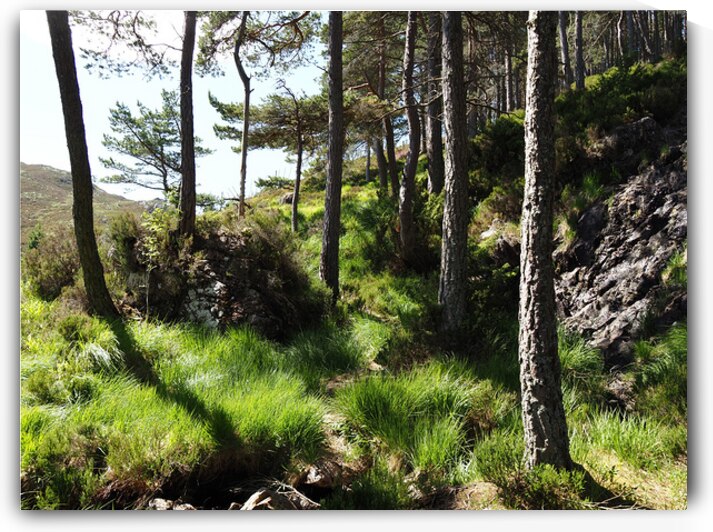 Scottish Highlands High Vibes                                                                                                                      by Catriona Roberts Nature Photography and Designs