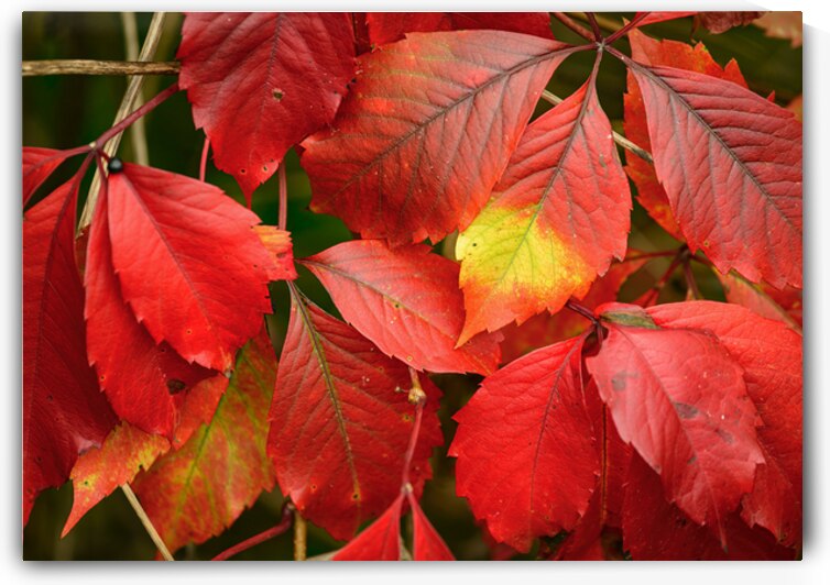 Automne rouge by Alain Charest