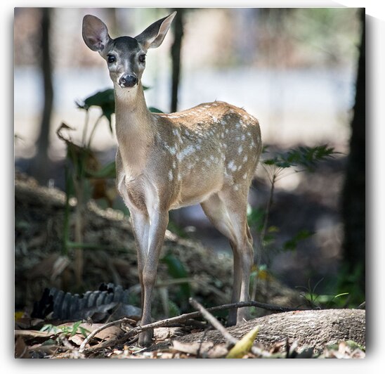 40 Young Deer by Eden Remme Watt