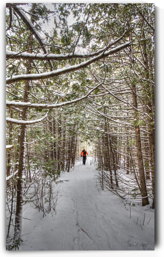 13 Snowshoer in the Woods by Eden Remme Watt