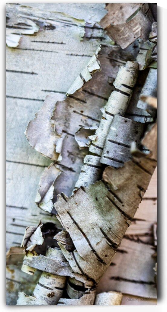 07 Birch Bark Macro by Eden Remme Watt