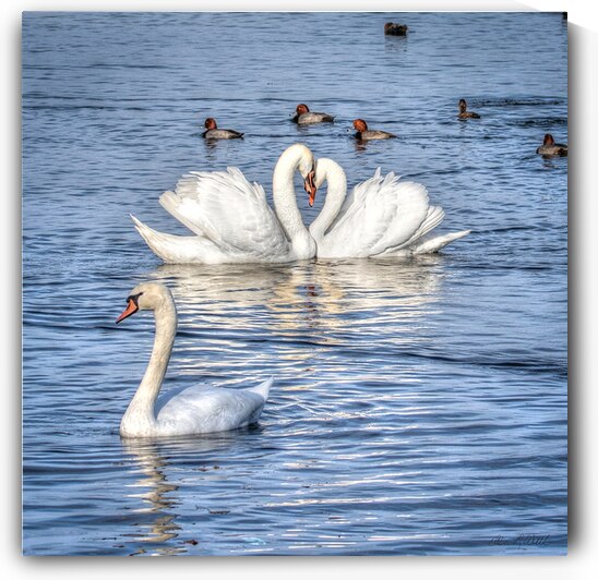 14 Swan Lovers in Collingwood Harbour by Eden Remme Watt