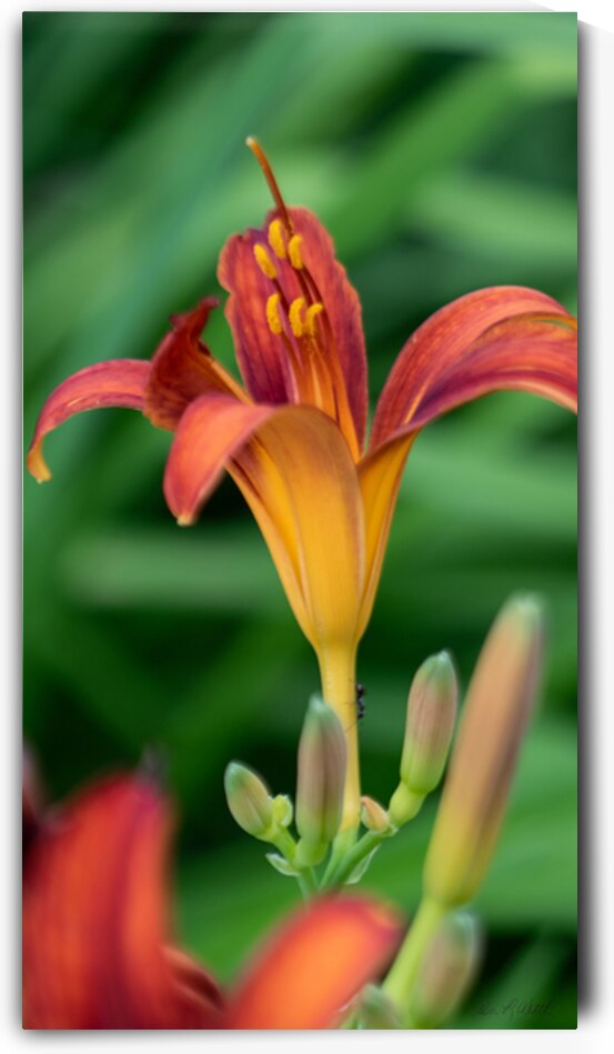 10 Lily Up Close by Eden Remme Watt