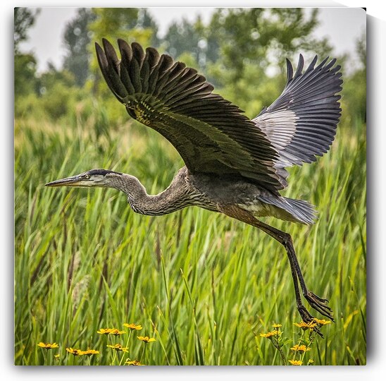 15 Blue Heron Take off by Eden Remme Watt