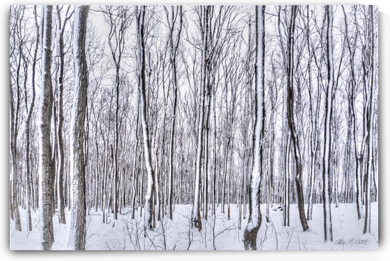 19 Loree Forest Snowy Trees by Eden Remme Watt
