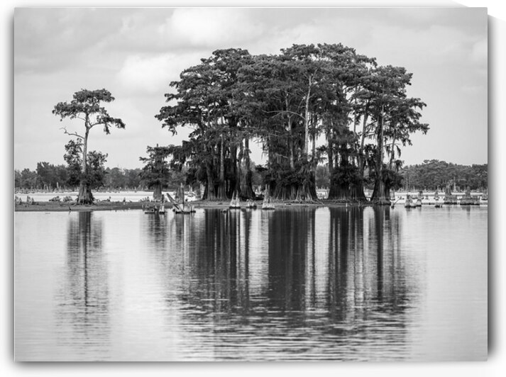 Stand of bald cypress trees rise out of water in Atchafalaya bas by Steve Heap