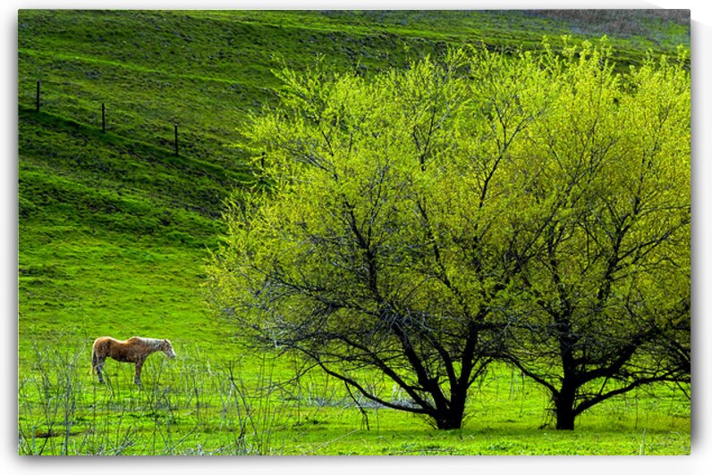 Horse Statue & Trees by FieldScapes