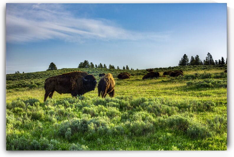 Herd Master by Gary M Slane