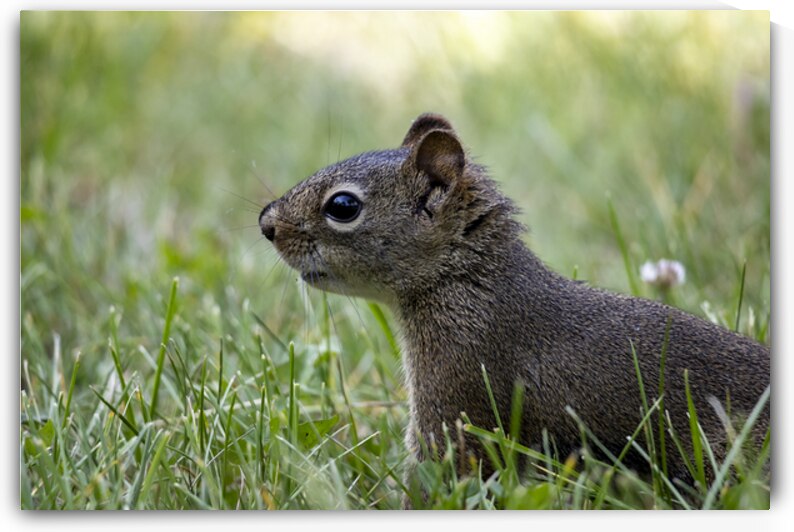 Squirrel by Marc Gilbert Photography
