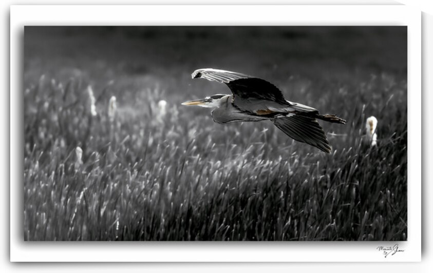 A Gentle Glide by Moments By Shane