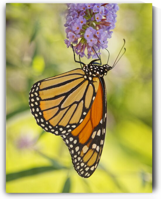 Monarch Butterfly on Butterfly Bush by Iris H Richardson