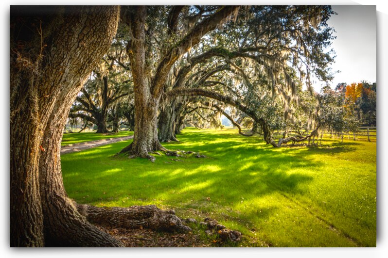 South Carolina Beaufort Live Oak Allee by Norma Brandsberg Photography