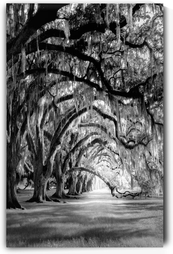 Live Oak Allee in Black and White by Norma Brandsberg Photography