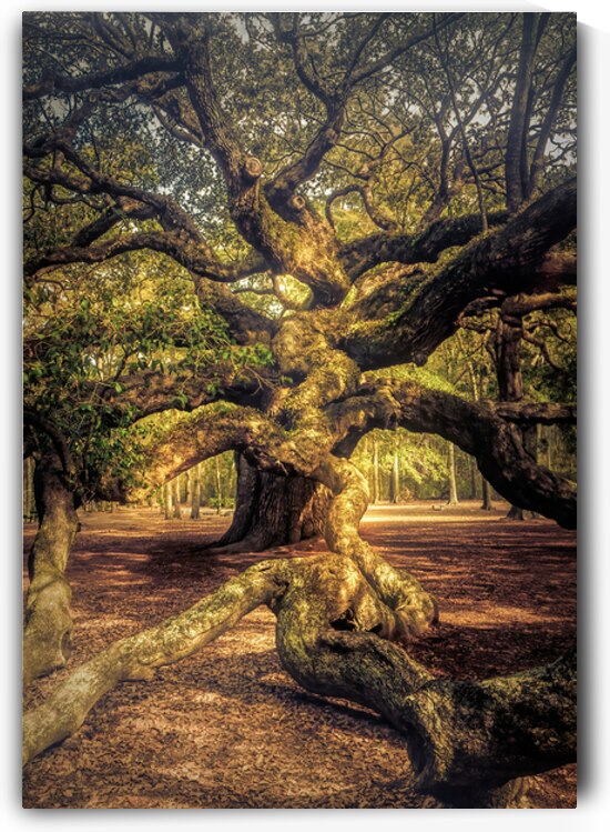 Angel Oak Live Oak Tree Vertical by Norma Brandsberg Photography