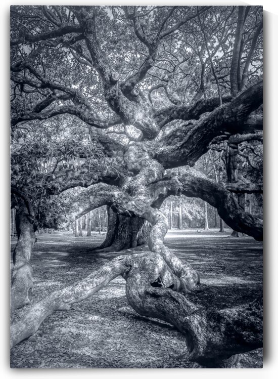 Charleston Tree in Black and White by Norma Brandsberg Photography