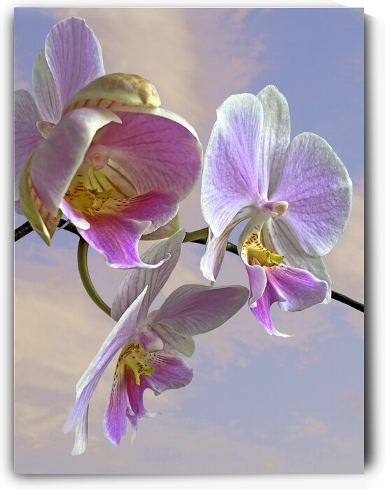Pink Mauve and Yellow Orchid  by Gill Billington