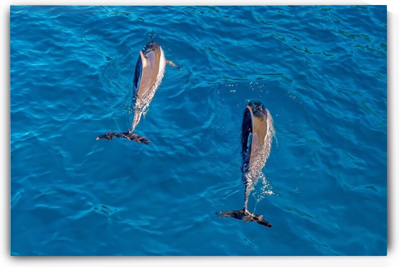 Twin Currents Hawaiian Dolphins in Perfect Sync by Tropical Dreams Photography