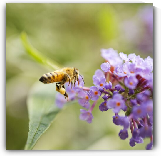 Honeybee Flying to Butterfly Bush Flower by Iris H Richardson