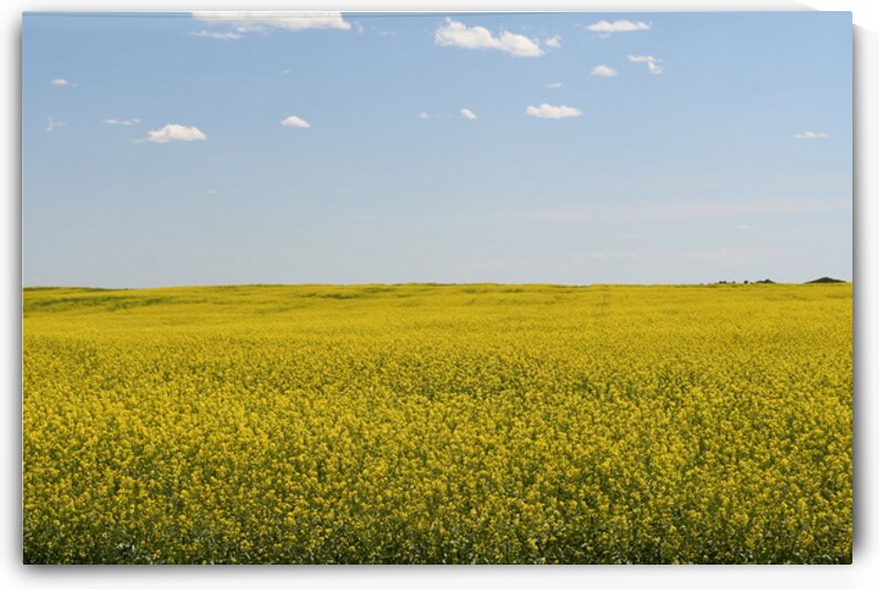 Picturesque Beauty by Nicola McGuire