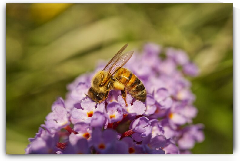 Honeybee On Purple Butterfly Bush Flower 0708 by Iris H Richardson