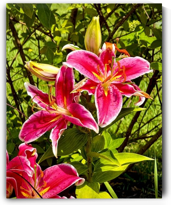 Nancys Day Lily by Bill Swartwout Photography