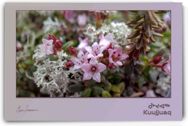 Plate-bande boreale by Marco Levasseur