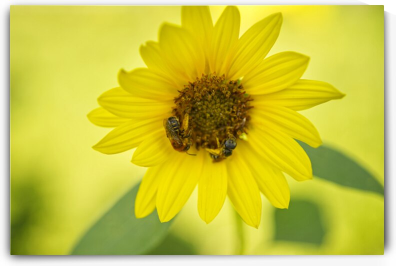 Sunflower With Bees by Iris H Richardson