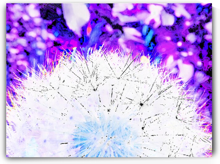 Abstract Surreal Dandelion by Catriona Roberts Nature Photography and Designs