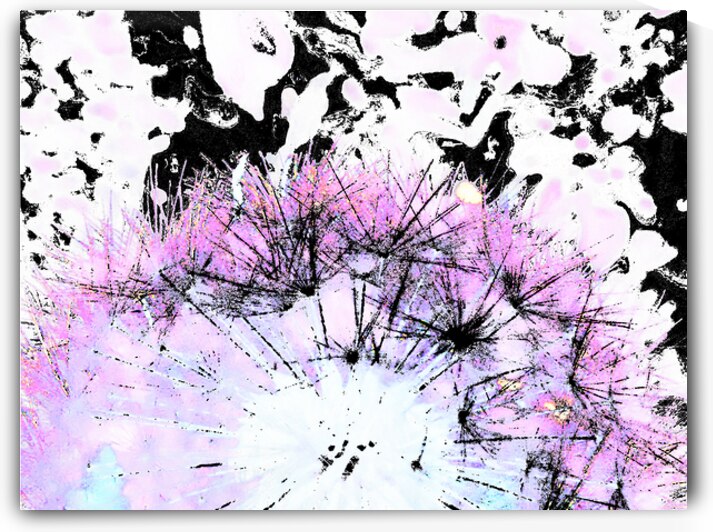 Abstract Pink and Black Dandelion by Catriona Roberts Nature Photography and Designs