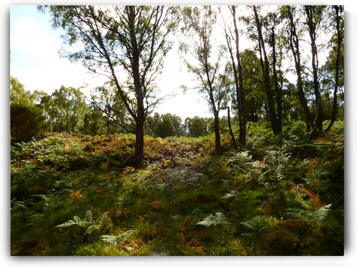 Go Wild in the Scottish Highlands by Catriona Roberts Nature Photography and Designs