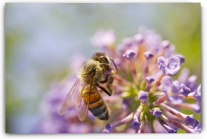 Honeybee Profile on Purple Flower by Iris H Richardson