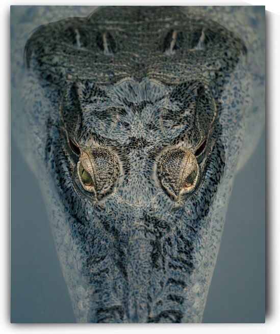 Croc Closeup by Ryan Wilkes