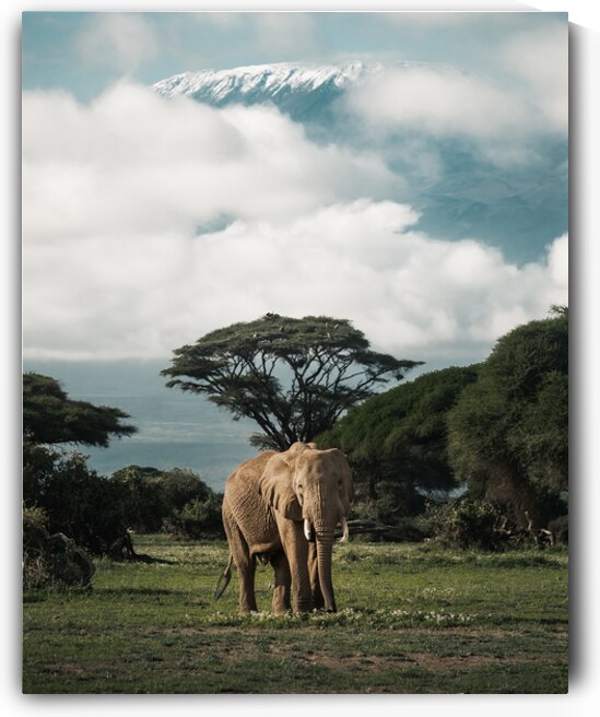 Giants of Amboseli by Ryan Wilkes