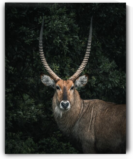Beautiful Buck by Ryan Wilkes